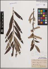 Foto von Salix cinerea L. x Salix viminalis L.